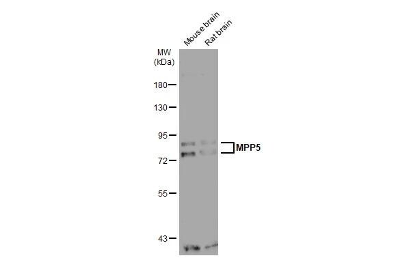 PALS1/MPP5 Antibody - BSA Free