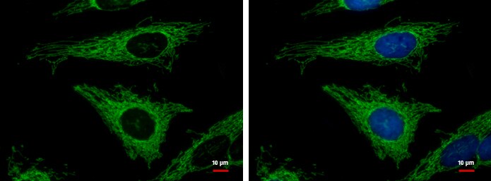 MRPL12 Antibody