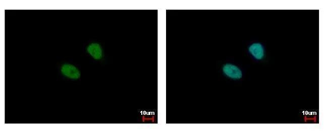 MSL3L1 Antibody