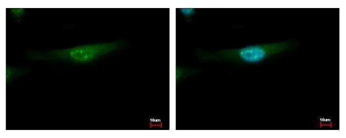 MSY2 Antibody
