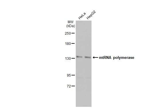mtRNA polymerase Antibody
