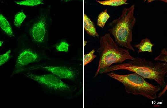 mtTFA Antibody - BSA Free