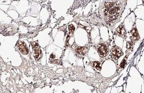mtTFA Antibody - BSA Free