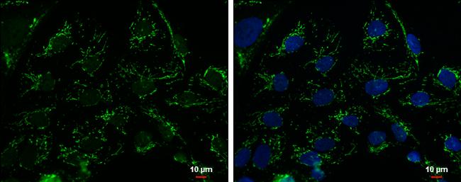 mtTFA Antibody