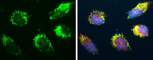 mtTFA Antibody