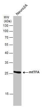mtTFA Antibody