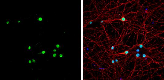 Muscleblind-like 1 Antibody