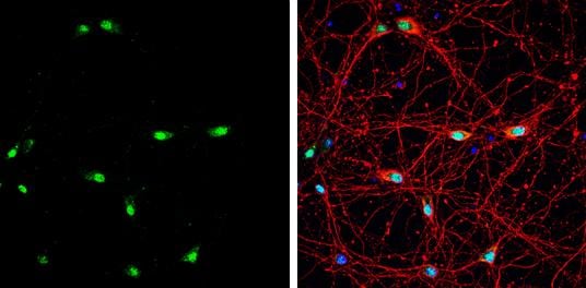 Muscleblind-like 1 Antibody - BSA Free