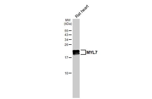 MYL7 Antibody - BSA Free