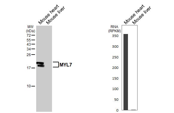 MYL7 Antibody - BSA Free