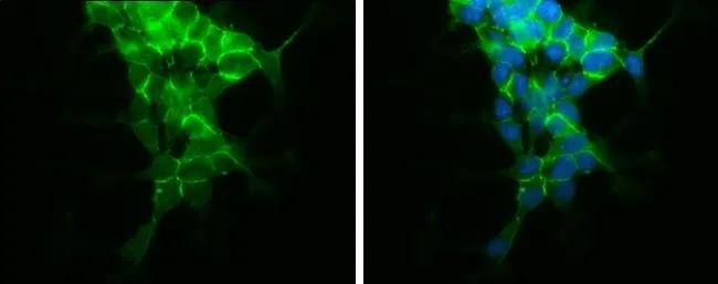 N-Cadherin Antibody