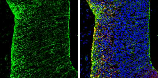 N-Cadherin Antibody