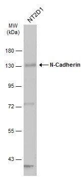 N-Cadherin Antibody