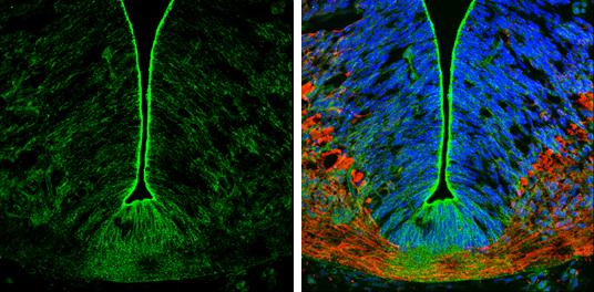 N-Cadherin Antibody - BSA Free