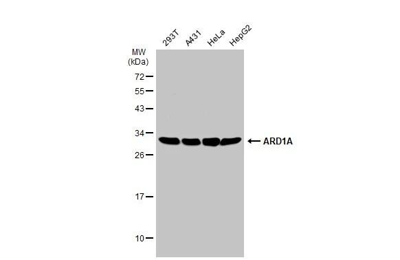 NAA10 Antibody - Azide and BSA Free