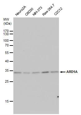 NAA10 Antibody - Azide and BSA Free