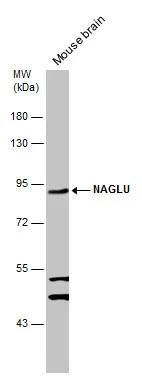 alpha-N-acetylglucosaminidase/NAGLU Antibody - BSA Free
