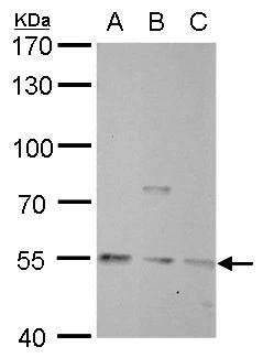 PBEF/Visfatin/NAMPT Antibody