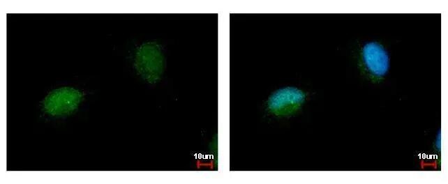 NARF Antibody