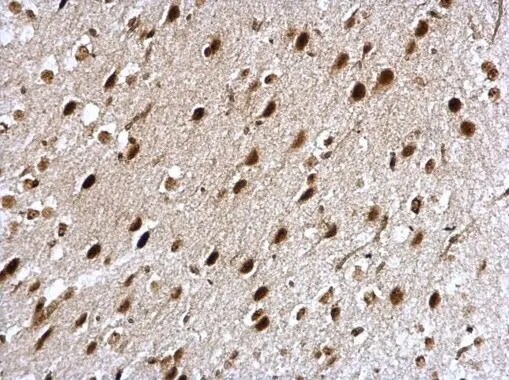 NCBP1 Antibody