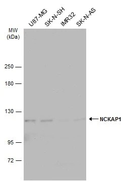NCKAP1 Antibody