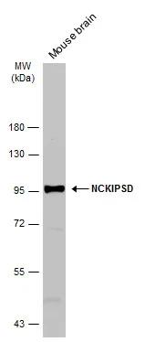 NCKIPSD Antibody - BSA Free