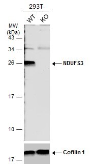 NDUFS3 Antibody - BSA Free