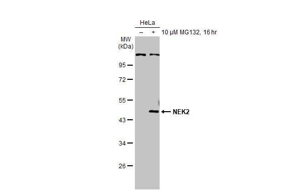 NEK2 Antibody