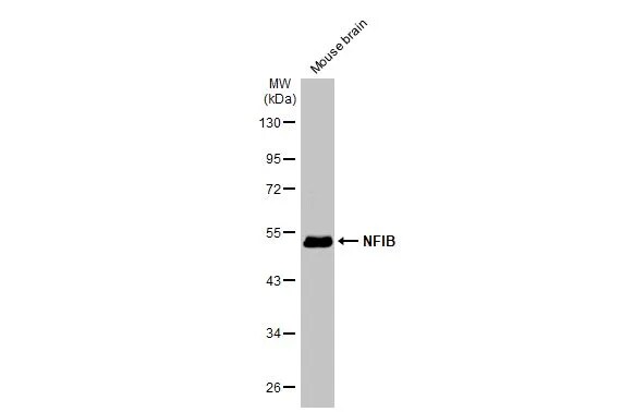 NFIB Antibody