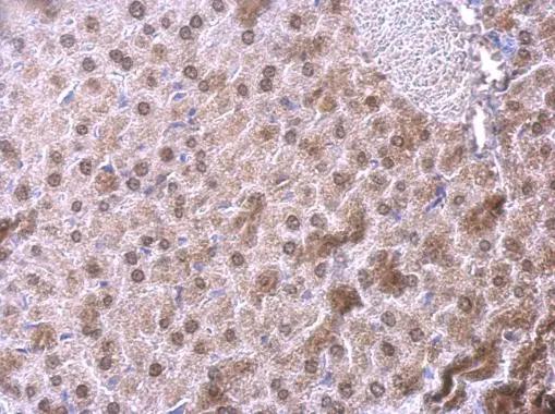 NFIB Antibody - BSA Free