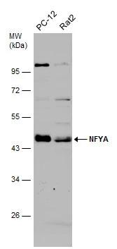 NFYA Antibody