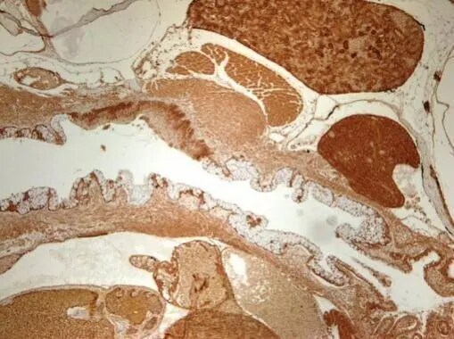 NFYB Antibody