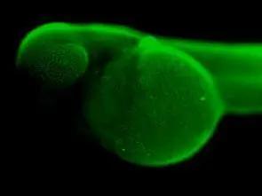 NFYB Antibody