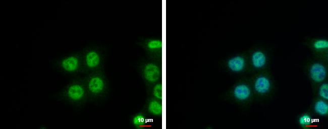 NIP30 Antibody - BSA Free