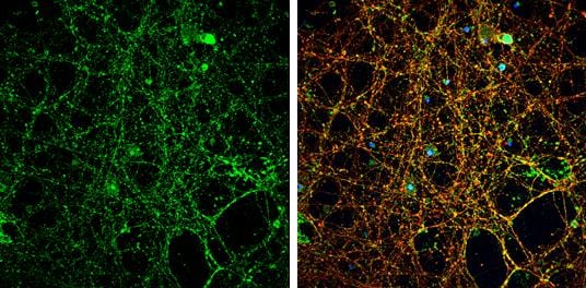 NMDAR2A Antibody - BSA Free