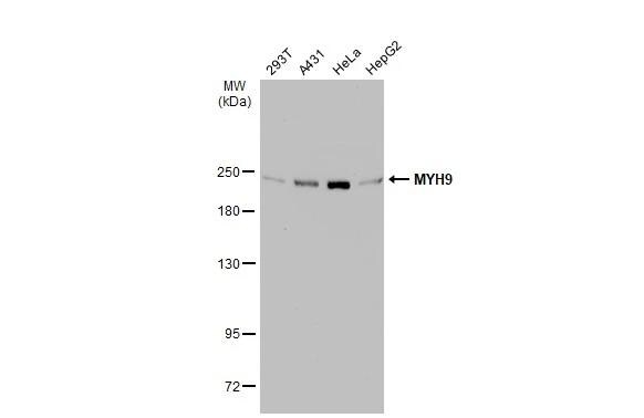non-muscle Myosin IIA Antibody - BSA Free