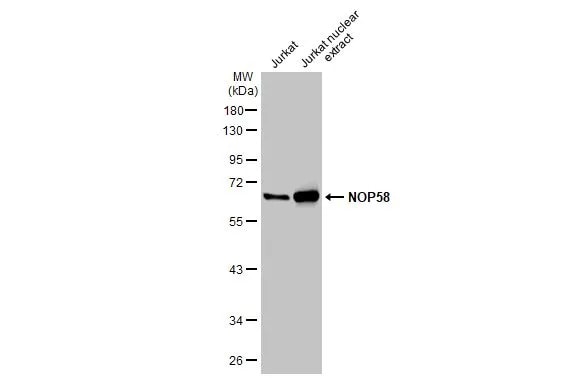 NOP58 Antibody