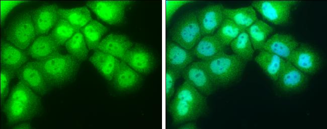 Rev-erb A alpha/NR1D1 Antibody