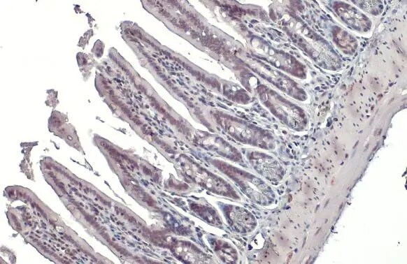 Nrf1 Antibody