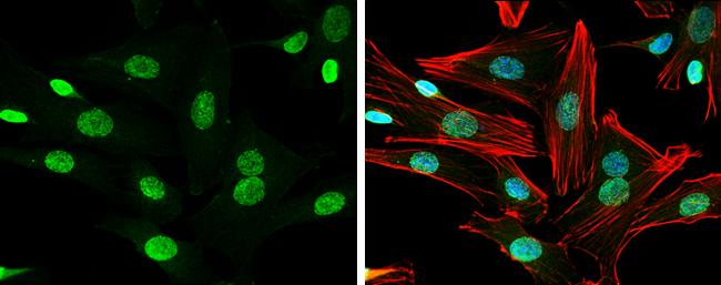 Neuregulin-1/NRG1 Antibody - BSA Free