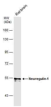 Neuregulin-1/NRG1 Antibody - BSA Free