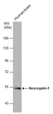 Neuregulin-1/NRG1 Antibody - BSA Free