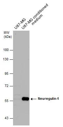 Neuregulin-1/NRG1 Antibody - BSA Free