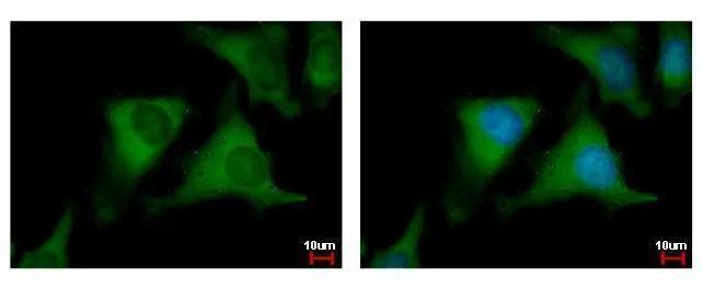 NUDC Antibody