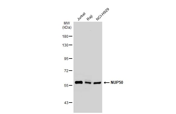 NUP50 Antibody