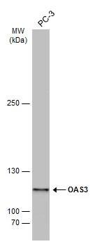 OAS3 Antibody