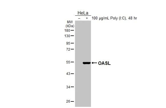 OASL Antibody - Azide Free