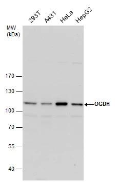 OGDH Antibody