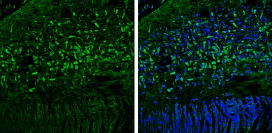 OGFOD1 Antibody - BSA Free