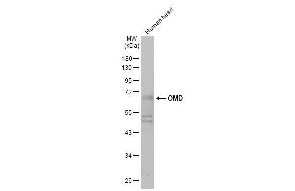 Osteoadherin/OSAD/OMD Antibody